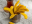 GETROCKNETE BANANE V